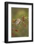 White-winged Dove (Zenaida asiatica), adult eating Firethorn berries, Hill Country, Texas, USA-Rolf Nussbaumer-Framed Photographic Print