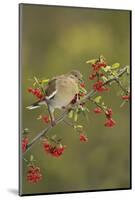 White-winged Dove (Zenaida asiatica), adult eating Firethorn berries, Hill Country, Texas, USA-Rolf Nussbaumer-Mounted Photographic Print