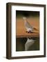 White-winged dove (Zenaida asiatica) by pond.-Larry Ditto-Framed Photographic Print