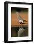 White-winged dove (Zenaida asiatica) by pond.-Larry Ditto-Framed Photographic Print