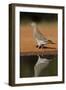 White-winged dove (Zenaida asiatica) by pond.-Larry Ditto-Framed Photographic Print