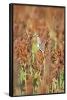 White-Winged Dove (Zenaida Asiatica) Perched on Sorghum, Texas, USA-Larry Ditto-Framed Photographic Print