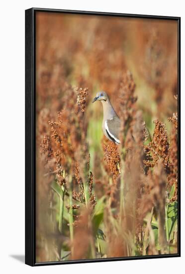 White-Winged Dove (Zenaida Asiatica) Perched on Sorghum, Texas, USA-Larry Ditto-Framed Photographic Print