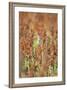 White-Winged Dove (Zenaida Asiatica) Perched on Sorghum, Texas, USA-Larry Ditto-Framed Photographic Print