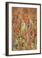 White-Winged Dove (Zenaida Asiatica) Perched on Sorghum, Texas, USA-Larry Ditto-Framed Photographic Print