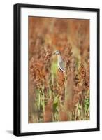 White-Winged Dove (Zenaida Asiatica) Perched on Sorghum, Texas, USA-Larry Ditto-Framed Photographic Print