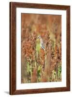 White-Winged Dove (Zenaida Asiatica) Perched on Sorghum, Texas, USA-Larry Ditto-Framed Photographic Print