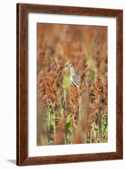 White-Winged Dove (Zenaida Asiatica) Perched on Sorghum, Texas, USA-Larry Ditto-Framed Photographic Print