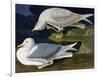 White-Winged Silvery Gull-John James Audubon-Framed Art Print