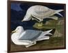 White-Winged Silvery Gull-John James Audubon-Framed Art Print