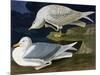 White-Winged Silvery Gull-John James Audubon-Mounted Art Print