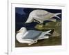 White-Winged Silvery Gull-John James Audubon-Framed Art Print