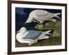 White-Winged Silvery Gull-John James Audubon-Framed Art Print