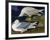 White-Winged Silvery Gull-John James Audubon-Framed Art Print