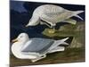 White-Winged Silvery Gull-John James Audubon-Mounted Art Print