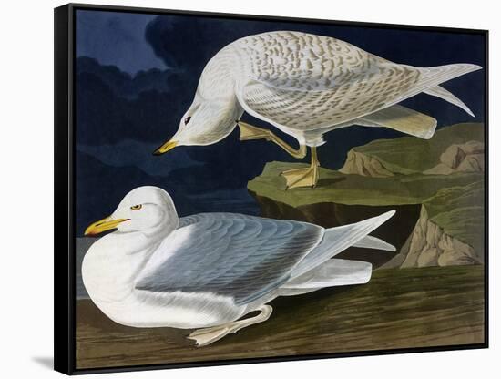 White-Winged Silvery Gull-John James Audubon-Framed Stretched Canvas