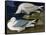 White-Winged Silvery Gull-John James Audubon-Framed Stretched Canvas