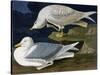 White-Winged Silvery Gull-John James Audubon-Stretched Canvas