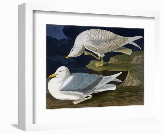 White-Winged Silvery Gull-John James Audubon-Framed Art Print