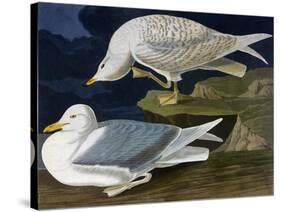 White-Winged Silvery Gull-John James Audubon-Stretched Canvas