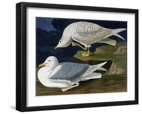 White-Winged Silvery Gull-John James Audubon-Framed Art Print