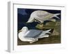 White-Winged Silvery Gull-John James Audubon-Framed Art Print