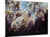 White Wisteria, 2012-Helen White-Mounted Giclee Print