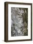 White witch moth camouflaged, Amazonia, Peru-Nick Garbutt-Framed Photographic Print