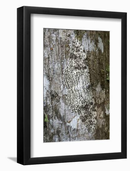 White witch moth camouflaged, Amazonia, Peru-Nick Garbutt-Framed Photographic Print