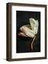 White Withered Orchid close up (Macro) on Black Background from Above. Dark Moody Artistic Style.-Pinkyone-Framed Photographic Print