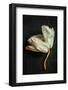 White Withered Orchid close up (Macro) on Black Background from Above. Dark Moody Artistic Style.-Pinkyone-Framed Photographic Print