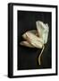 White Withered Orchid close up (Macro) on Black Background from Above. Dark Moody Artistic Style.-Pinkyone-Framed Photographic Print