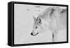 White Wolf 1-Gordon Semmens-Framed Stretched Canvas