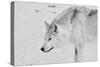 White Wolf 1-Gordon Semmens-Stretched Canvas