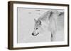 White Wolf 1-Gordon Semmens-Framed Photographic Print