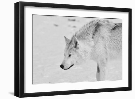 White Wolf 1-Gordon Semmens-Framed Photographic Print