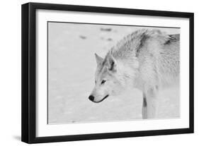 White Wolf 1-Gordon Semmens-Framed Photographic Print