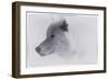 White Wolf-1-Gordon Semmens-Framed Giclee Print