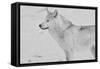 White Wolf 2-Gordon Semmens-Framed Stretched Canvas