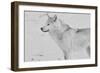 White Wolf 2-Gordon Semmens-Framed Photographic Print