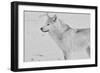 White Wolf 2-Gordon Semmens-Framed Photographic Print