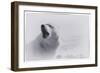 White Wolf-2-Gordon Semmens-Framed Giclee Print