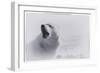 White Wolf-2-Gordon Semmens-Framed Giclee Print