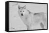 White Wolf 3-Gordon Semmens-Framed Stretched Canvas
