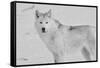 White Wolf 3-Gordon Semmens-Framed Stretched Canvas