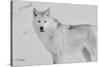 White Wolf 3-Gordon Semmens-Stretched Canvas