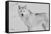 White Wolf 3-Gordon Semmens-Framed Stretched Canvas