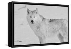 White Wolf 3-Gordon Semmens-Framed Stretched Canvas