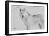 White Wolf 3-Gordon Semmens-Framed Photographic Print