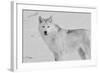 White Wolf 3-Gordon Semmens-Framed Photographic Print